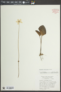 Parnassia caroliniana image