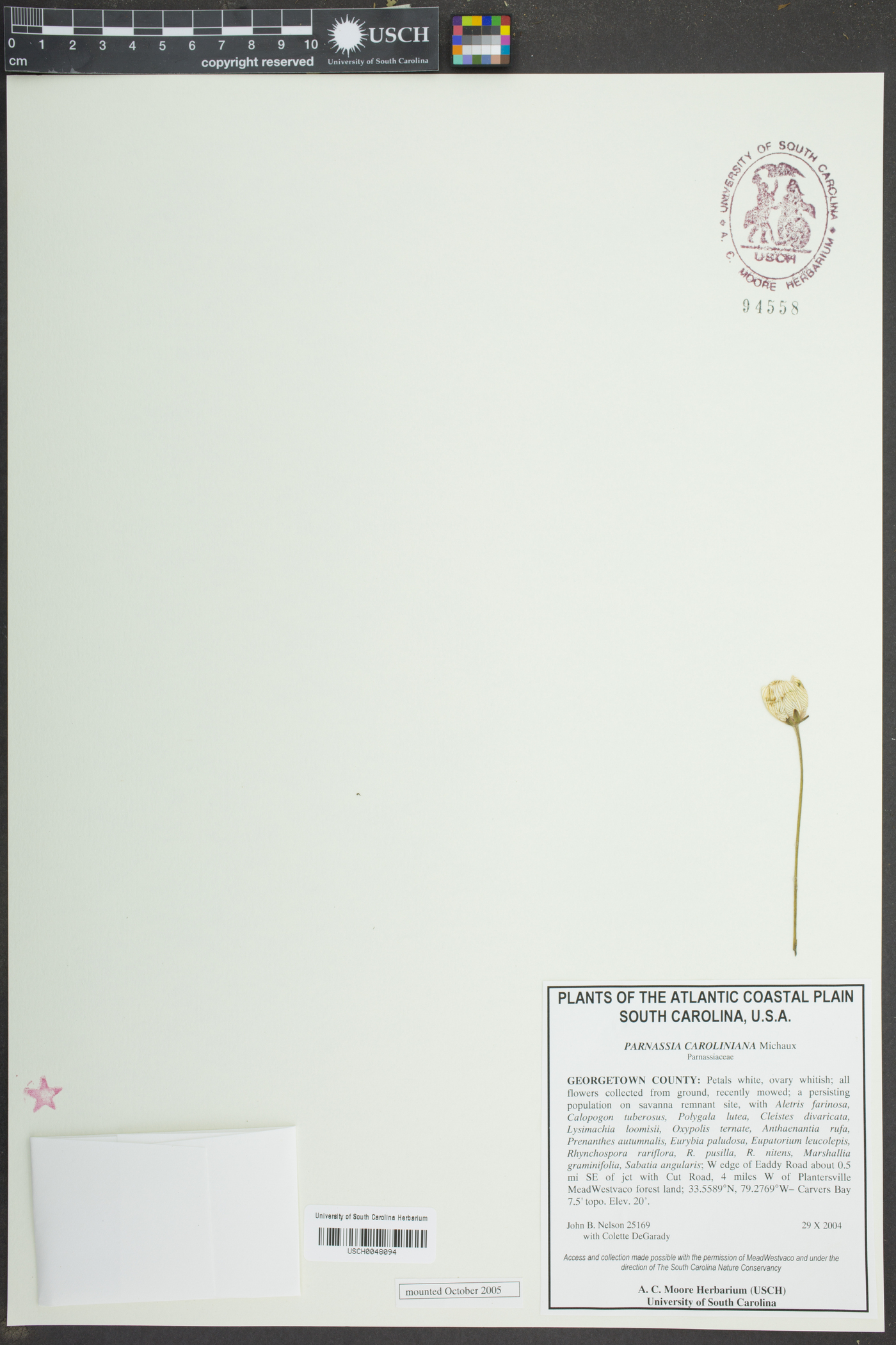 Parnassia caroliniana image