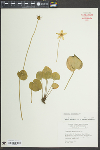 Parnassia grandifolia image