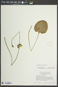 Parnassia grandifolia image