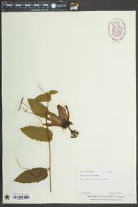 Passiflora coccinea image