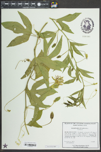 Passiflora incarnata image