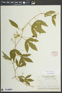 Passiflora incarnata image