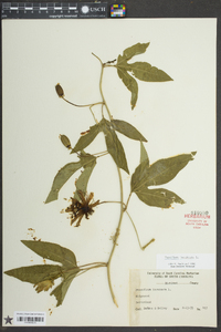 Passiflora incarnata image