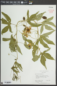 Passiflora incarnata image