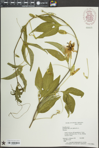 Passiflora incarnata image