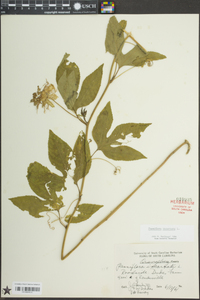 Passiflora incarnata image