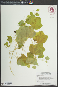 Passiflora lutea image