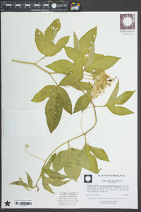 Passiflora incarnata image