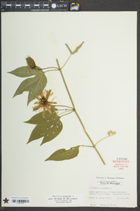 Passiflora incarnata image