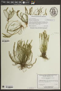 Plantago heterophylla image