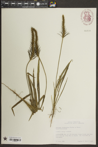 Plantago hookeriana image