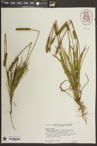 Plantago wrightiana image