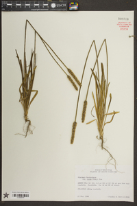 Pyrrhopappus pauciflorus image