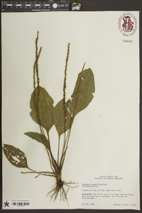 Plantago rugelii image