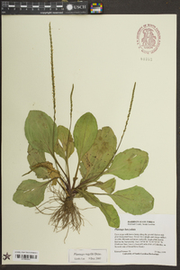 Plantago rugelii image