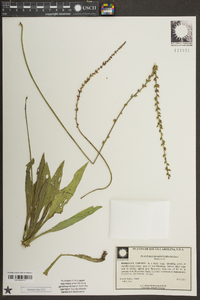 Plantago sparsiflora image