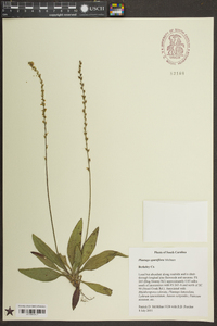 Plantago sparsiflora image