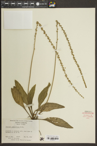 Plantago sparsiflora image