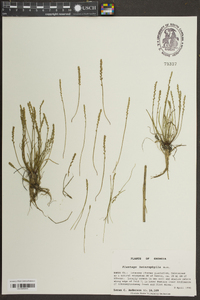 Plantago heterophylla image