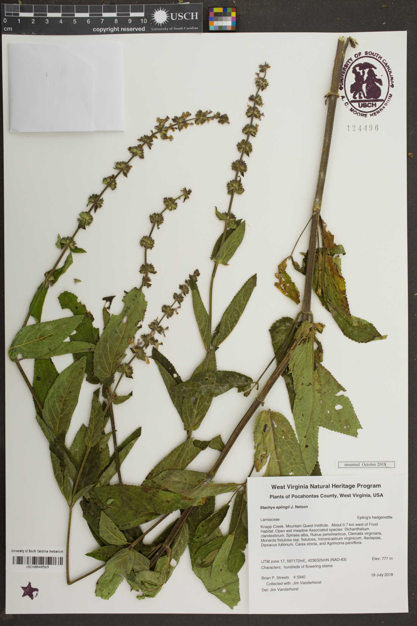 Stachys eplingii image