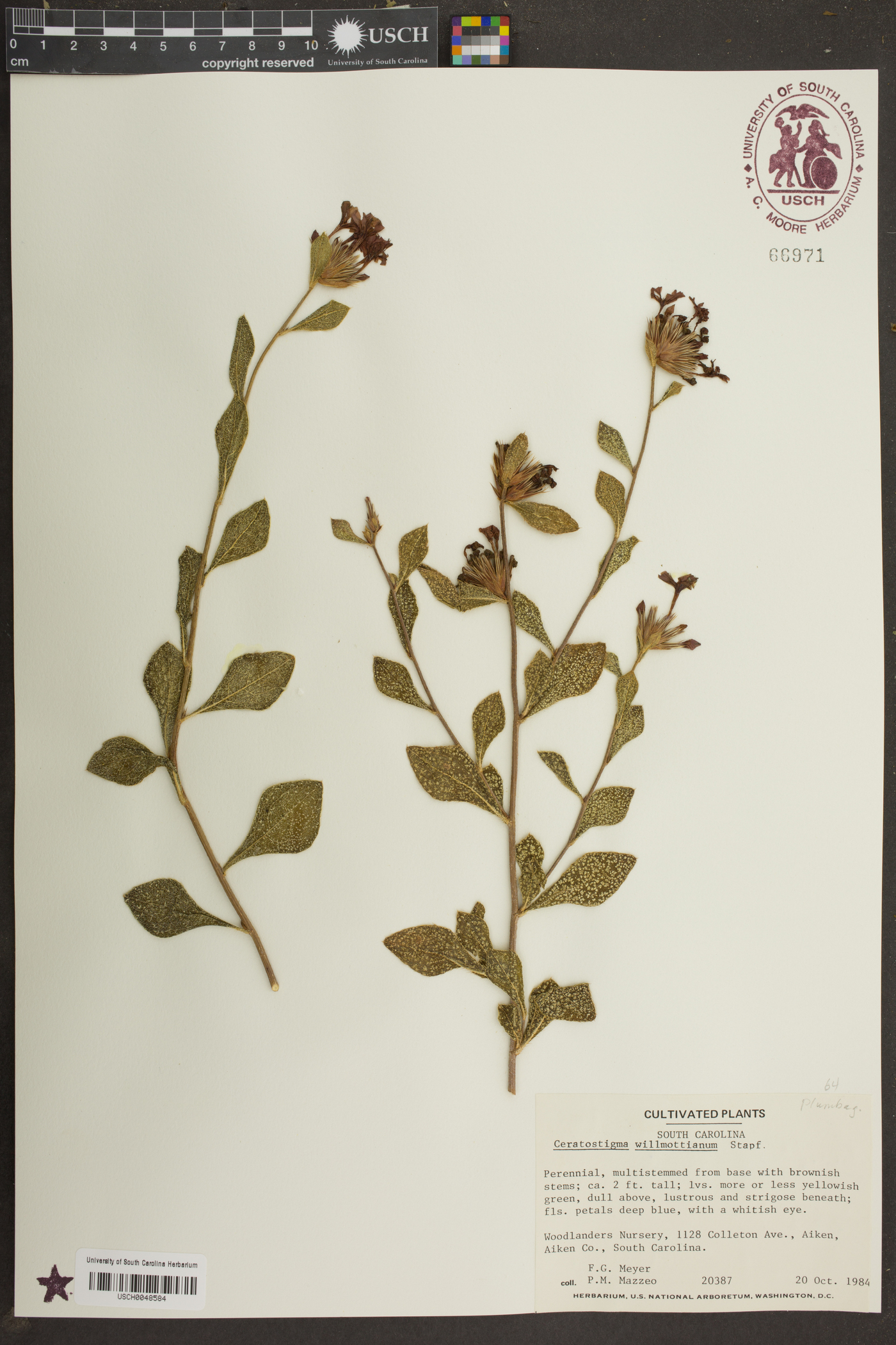 Ceratostigma willmottianum image