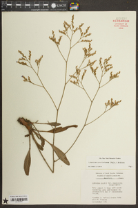 Limonium carolinianum image