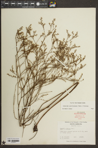 Limonium carolinianum image