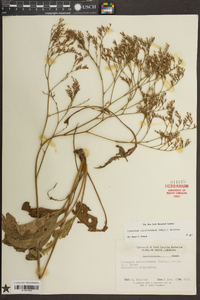 Limonium carolinianum image