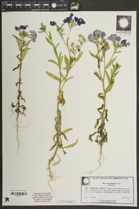 Phlox drummondii image