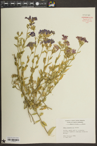 Phlox drummondii image