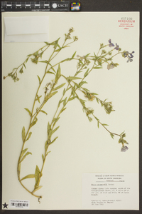 Phlox drummondii image