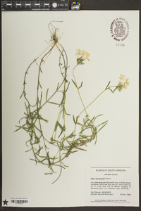 Phlox drummondii image