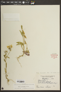 Phlox drummondii image