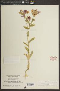 Phlox drummondii image