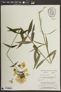 Phlox glaberrima image