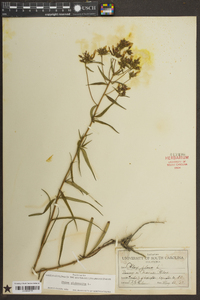 Phlox glaberrima image