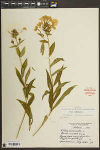 Phlox glaberrima image