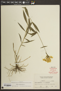 Phlox glaberrima image