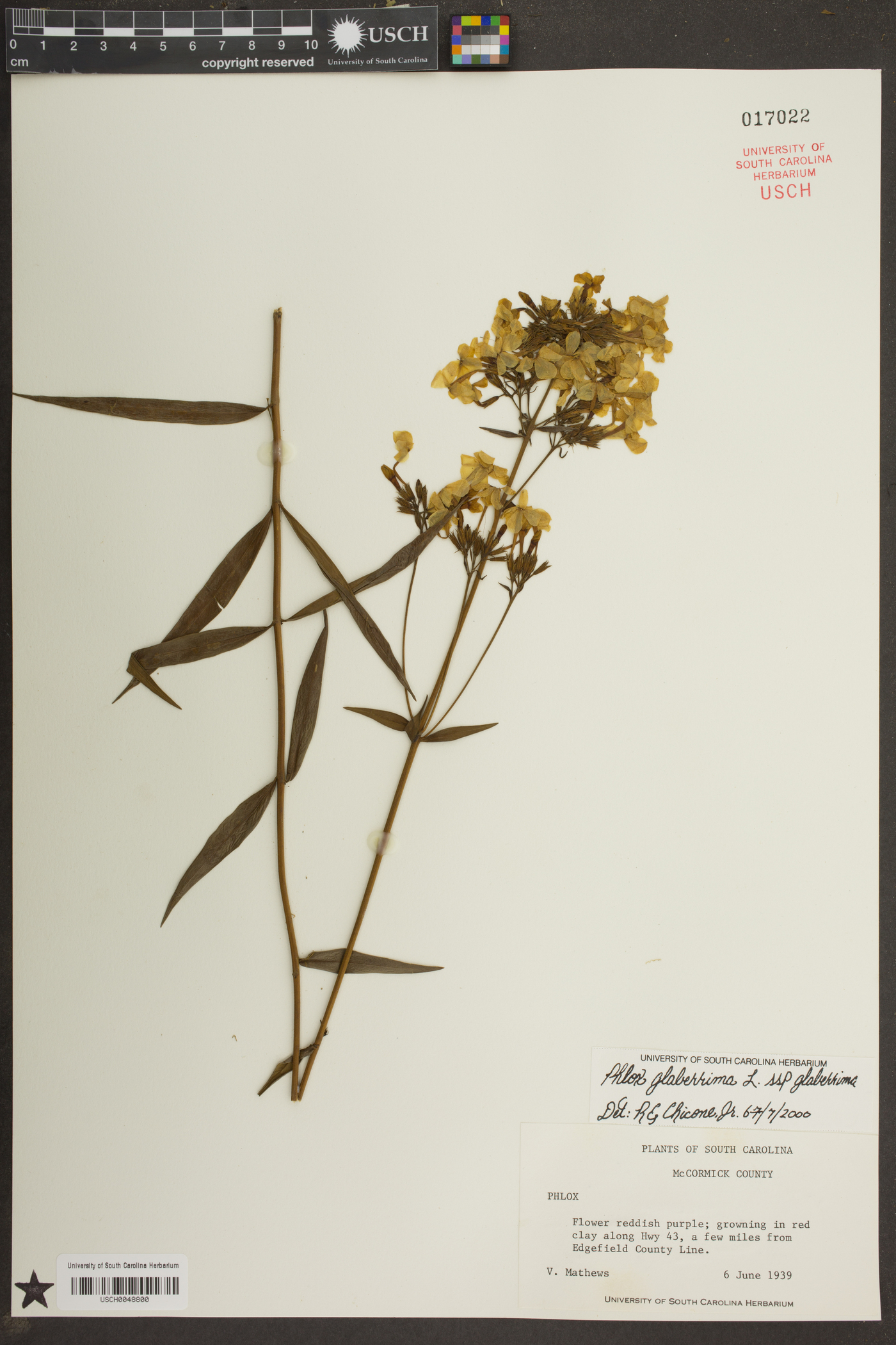 Phlox glaberrima subsp. glaberrima image