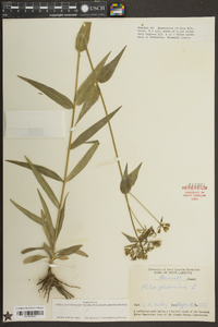 Phlox glaberrima image