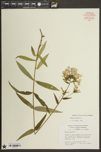 Phlox glaberrima image