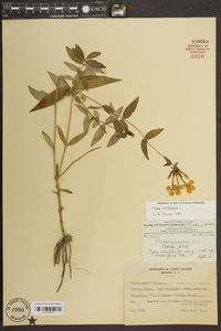 Phlox glaberrima image