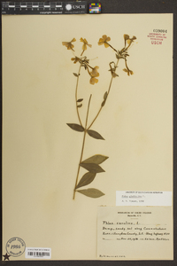 Phlox glaberrima image