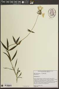 Phlox glaberrima subsp. glaberrima image