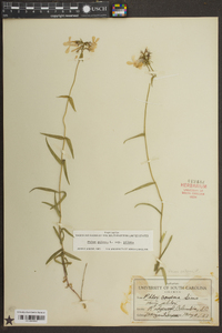 Phlox pilosa subsp. pilosa image