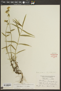 Phlox pilosa subsp. pilosa image