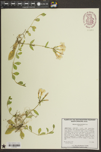 Phlox stolonifera image