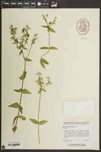 Phlox stolonifera image