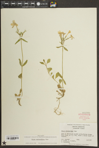 Phlox stolonifera image